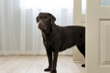 ¿Qué siente un perro cuando llega otro perro a casa?