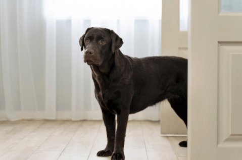 ¿Qué significa cuando un perro se estira en frente de su dueño?