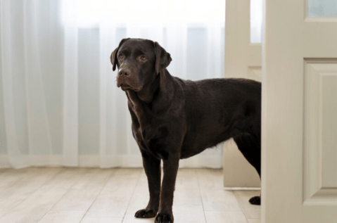 ¿Qué siente un perro cuando llega otro perro a casa?