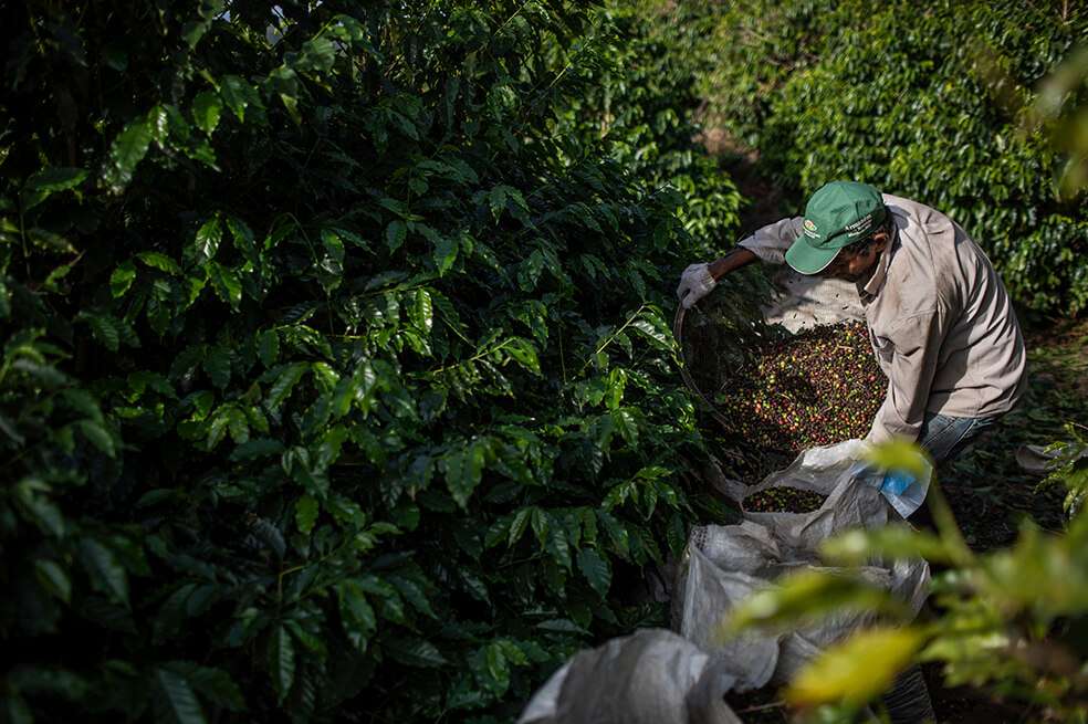 Granja de café en Machado, Minas Gerais en Brasil. / Bloomberg