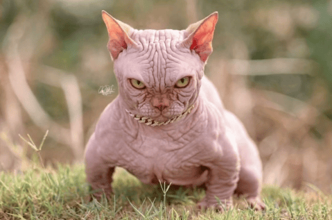 El riesgo de los gatos bully XL: una raza mutante que ha levantado gran polémica
