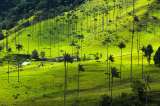 Palma de areca, la alternativa para remplazar la palma de cera en Semana Santa