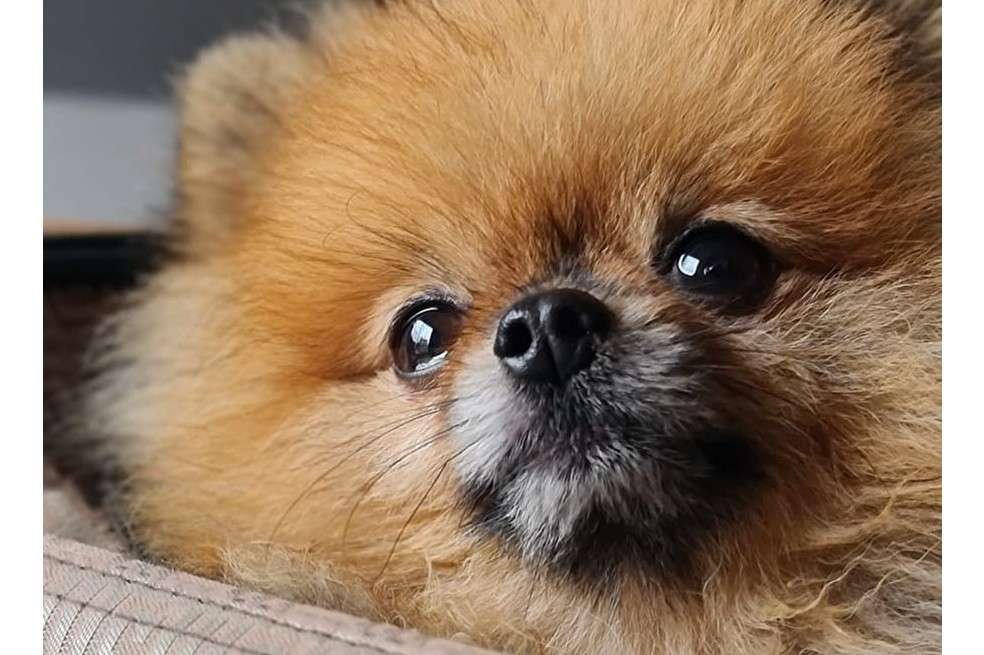 Cofee era un perro de raza Pomerania un perro muy extendido y popular en diversas zonas europeas como en el Reino Unido.