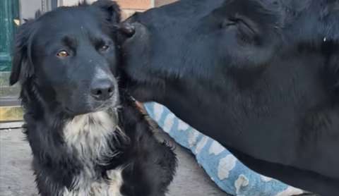 ¿Una vaca como mejor amiga? Este perro ya tiene la suya