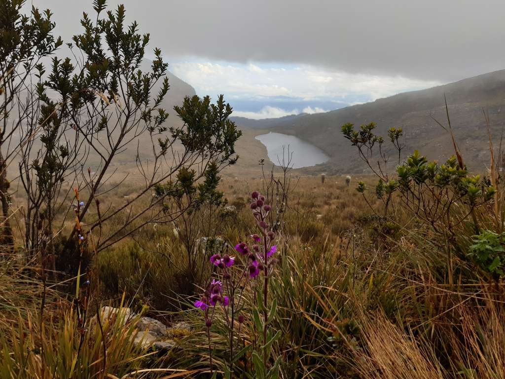 En cada sitio, el equipo midió hasta 40 centímetros de profundidad de turba. También compararon la información recolectada en campo con imágenes satelitales, y el resultado fue contundente: de los 4,8 millones de hectáreas analizadas, las turberas de montaña ocupaban entre 225.000 y 250.000 hectáreas.