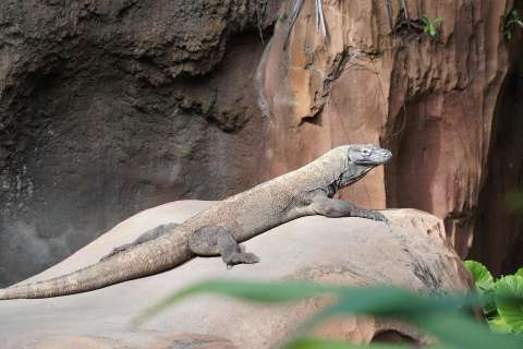 Los dientes de los dragones de Komodo dan pistas sobre cómo comían los dinosaurios