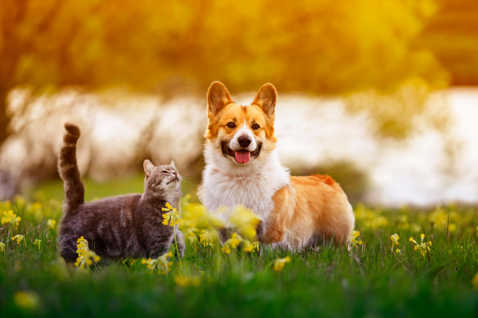 Descubre las señales que te dirán si tu mascota es feliz.