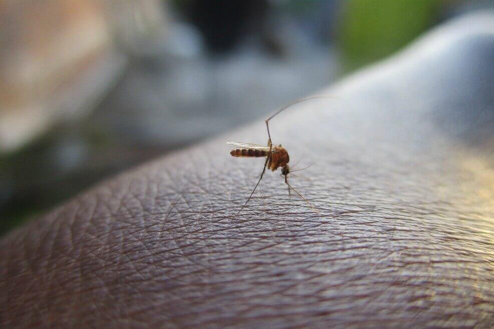 El año pasado se registraron en Atlántico 2.178 casos de dengue. / Pixabay