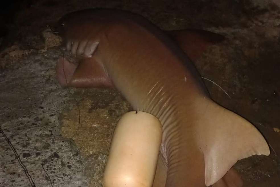 El tiburón cazado es un tiburón nodriza. Coralina ha insistido en proteger a las distintas especies de tiburón desde que un turista falleció tras ser mordido por un tiburón tigre.