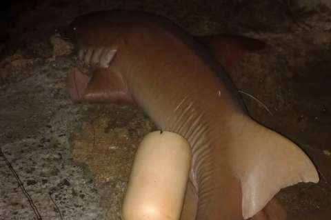 Cazan a un tiburón nodriza en San Andrés. Coralina rechaza este acto
