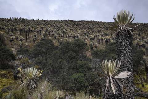 Denuncian “mico” en proyecto que permitiría continuación de minería en páramos