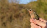 Descubren la especie de colibrí más grande del mundo