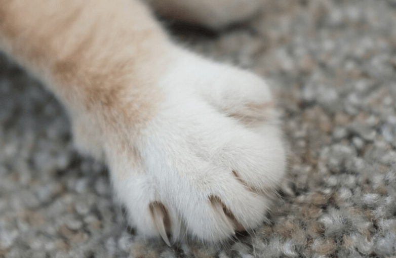 Las patas de gato tiene muchas terminaciones nerviosas.