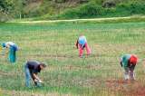 Avalan preacuerdo a siete personas investigadas por caso Agro Ingreso Seguro