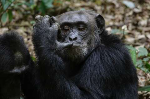 Censo demuestra que hay más gorilas y chimpancés de lo que se creía