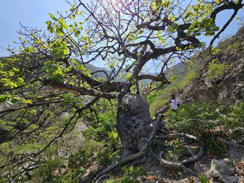 En Colombia hay 700 especies de árboles que están en riesgo de extinción