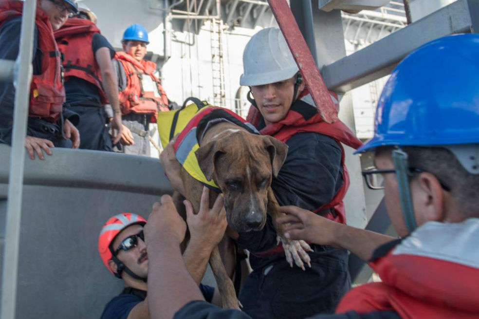 Zeus fue uno de los perros que acompañó a las dos mujeres durante cinco meses en alta mar.