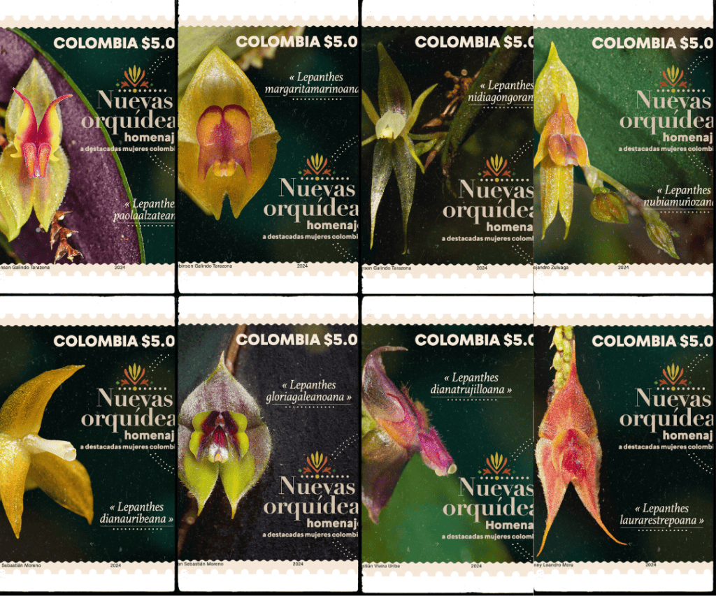 En Colombia se estima que existen más de 4,250 especies de orquídeas, y cada día se descubren nuevas especies en regiones previamente poco exploradas por colectores y botánicos. Más del 30% de estas especies son endémicas del país,