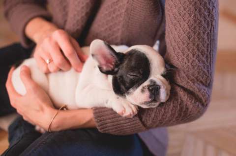 Cómo educar a tu mascota: reglas y consejos de adiestramiento