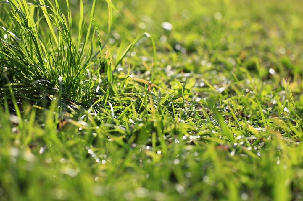 Fotografía de pasto, en un plan cerrado de césped.