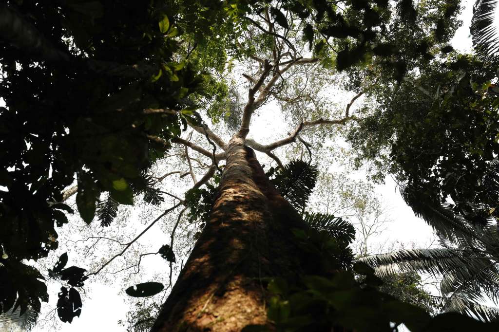ACOMPAÑA CRÓNICA: AMAZONÍA CONSERVACIÓN***AME8210. MADRE DE DIOS (PERÚ), 19/09/2022.- Vista de un shihuahuaco el 5 de septiembre de 2022 en la selva de Madre de Dios (Perú). En plena amazonía peruana yace la inmensa copa verde y las gigantescas raíces arrancadas de un shihuahuaco milenario, pero falta el tronco. La escena se repite con frecuencia en un país en el que la tala indiscriminada está provocando la desaparición de esta especie, mientras los expertos exigen el cierre del mercado internacional. EFE/Paolo Aguilar