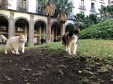 ¿Por qué 19 gatos callejeros podrán vivir para siempre en el palacio presidencial de México?