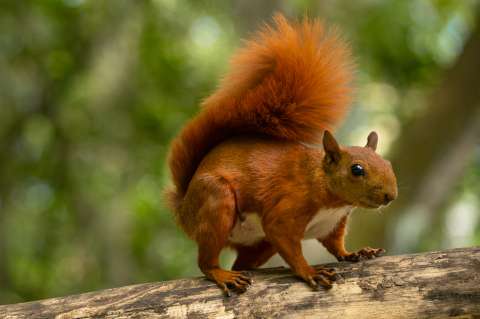 Los desafíos ambientales en el país según diagnóstico de la salud de la naturaleza