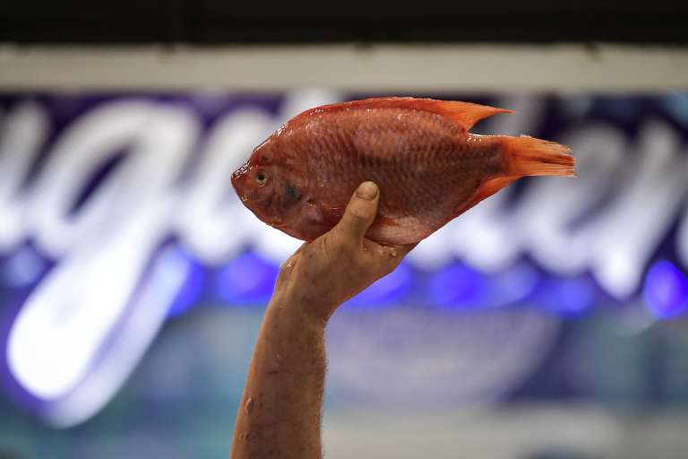 El aspecto de un pescado sano no es blando y el color de la carne debe ser rosada o blanca.