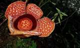 Llamado global para salvar de la extinción la flor más grande del mundo