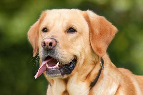 Hombre en EE.UU. dice a la Policía que su perro le disparó a su novia