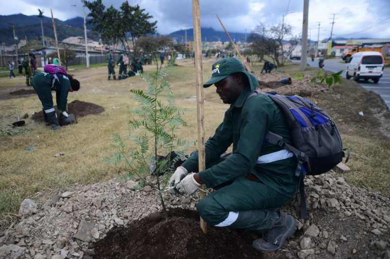 Según el Distrito, el Jardín Botánico, la Secretaría de Ambiente, el Acueducto de Bogotá y otras entidades han plantado más de 368.000 nuevos árboles.