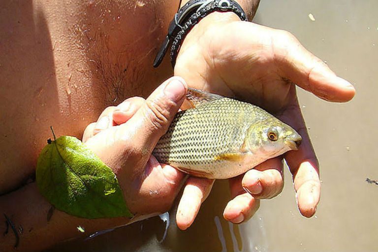 Peces del río Samaná podrían estar en riesgo por hidroeléctrica
