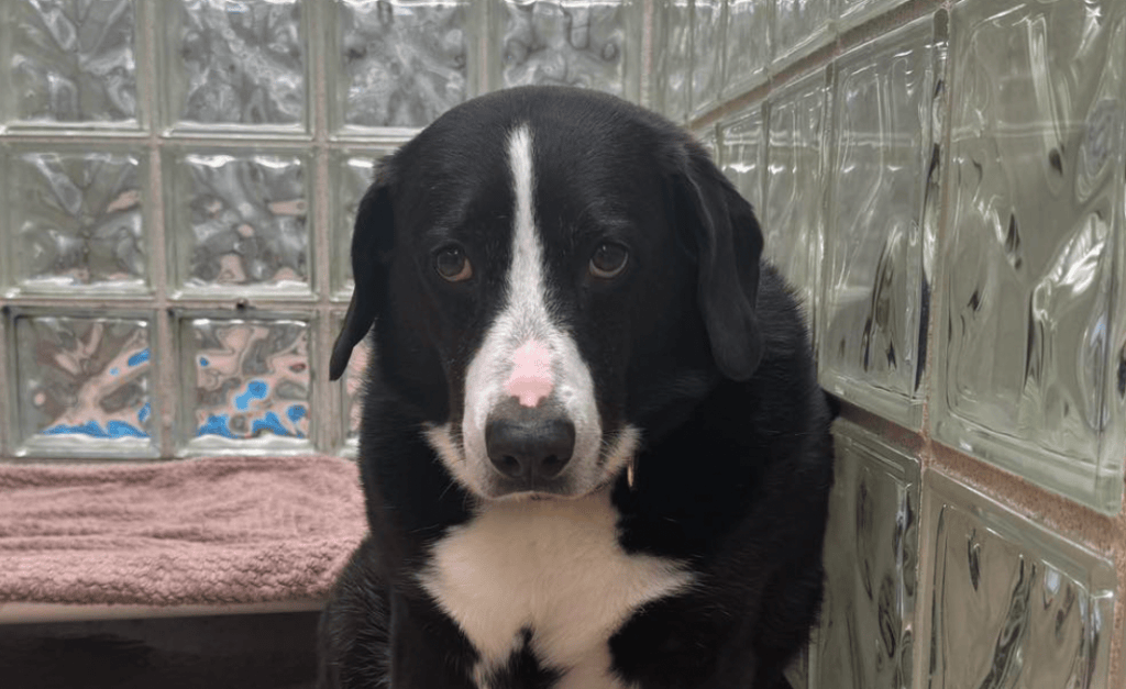 Él es Max, el perro que fue abandonado en un refugio de Pennsylvania.