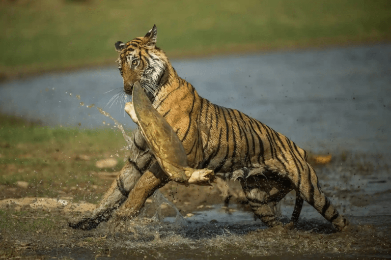 Ganadora categoría "Comportamiento animal".