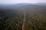 Una oda forestal o apología de la floresta: reseña de “Reforestar la imaginación”