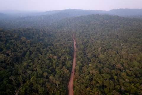 Una oda forestal o apología de la floresta: reseña de “Reforestar la imaginación”