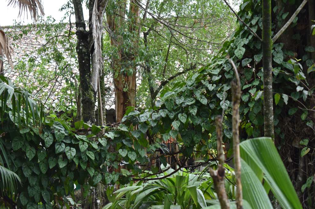 En Mariquita, además de que se fundó el jardín botánico de experimentación, al lado se encuentra el llamado “bosque de Mutis”.