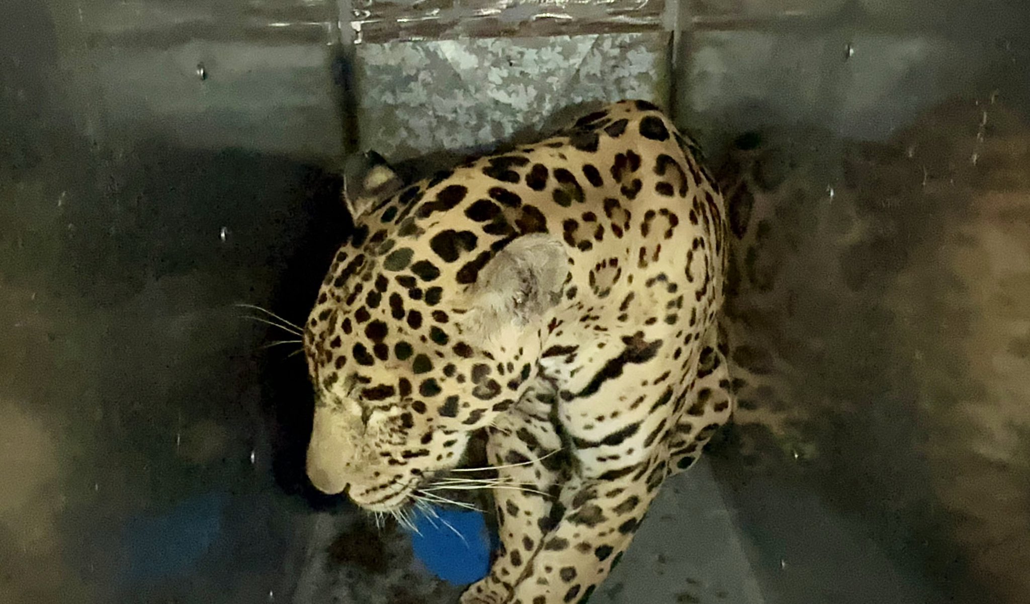Jaguar de nueve años fue rescatado y trasladado al Parque Jaime Duque