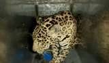 Jaguar de nueve años fue rescatado y trasladado al Parque Jaime Duque