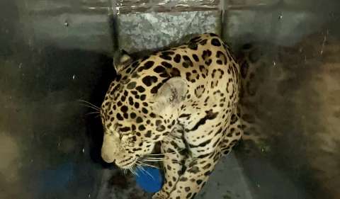 Jaguar de nueve años fue rescatado y trasladado al Parque Jaime Duque