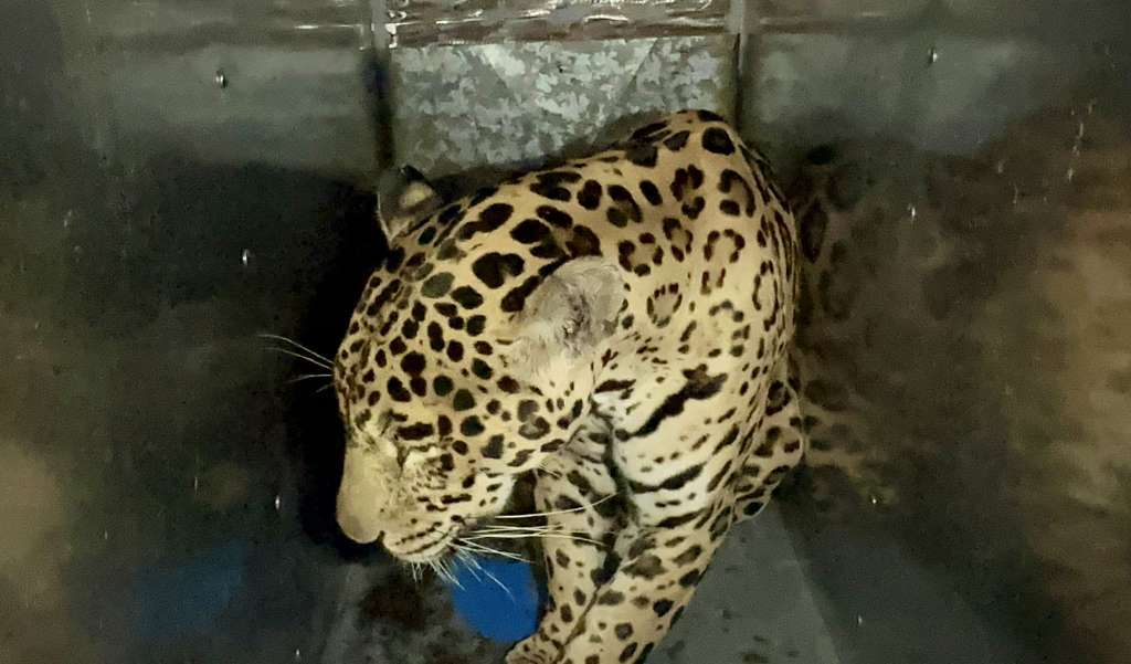 Jaguar de nueve años fue rescatado y trasladado al Parque Jaime Duque
