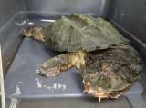 Una tortuga matamata fue entregada tras permanecer más de diez años en cautiverio