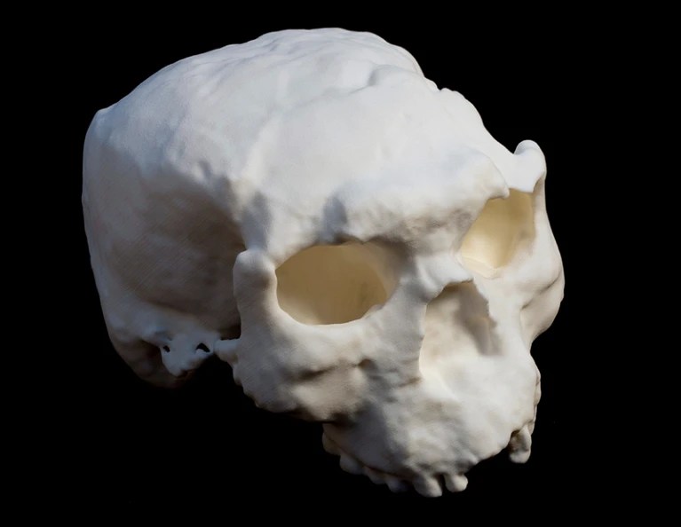 Un antiguo cráneo humano descubierto en China podría ser el de un Homo erectus