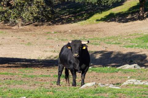 El futuro de los toros de lidia tras la prohibición de la tauromaquia en Colombia