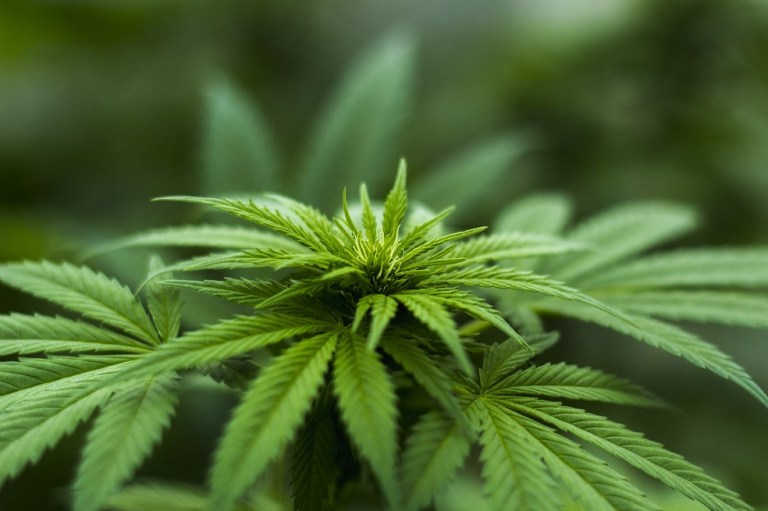 Marihuana recreativa llega a California, el mayor mercado del mundo