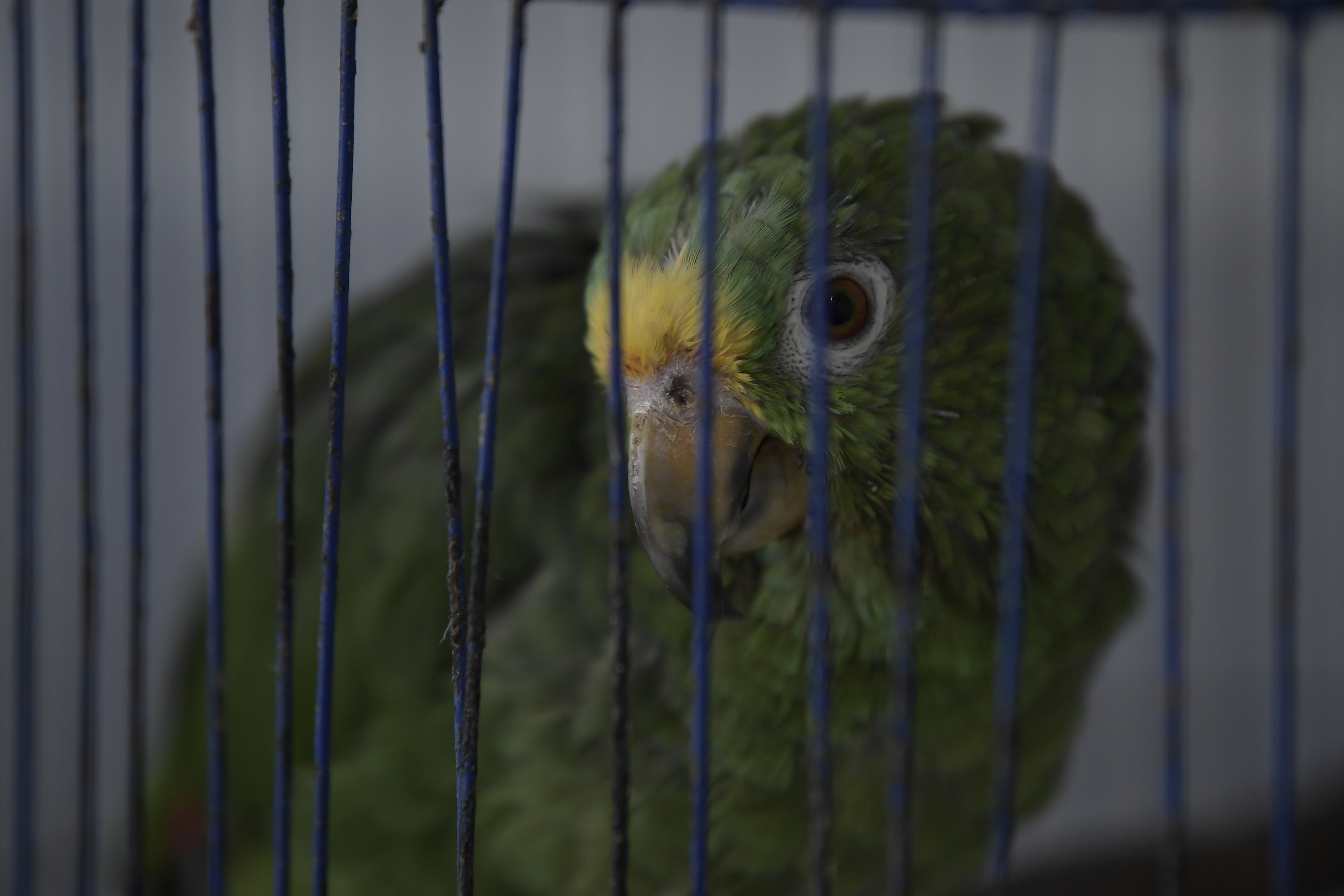 Centro de investigación, atención y rehabilitación de animales silvestres en la Universidad Nacional.