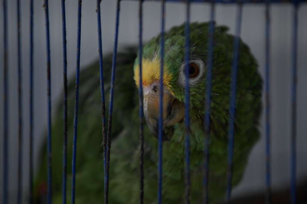 Centro de investigación, atención y rehabilitación de animales silvestres en la Universidad Nacional.