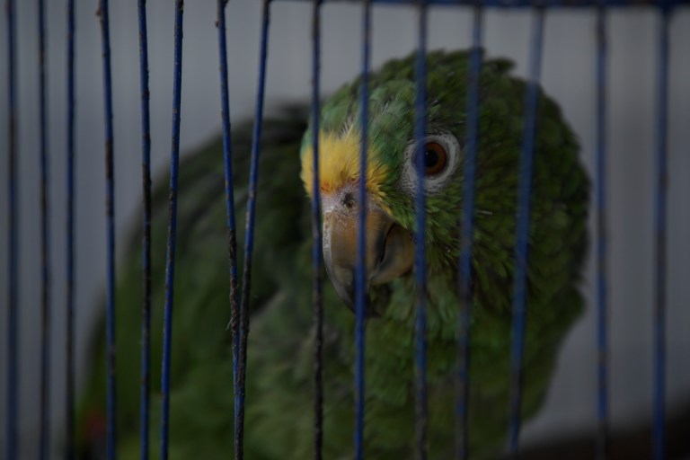 ¿Por qué los loros se arrancan las plumas?
