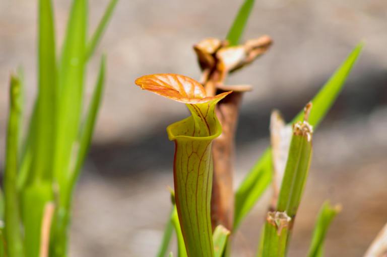 La Sarracenia, conocida como planta trompeta o planta jarra, es una planta carnívora norteamericana que transforma sus hojas en trampas tubulares capaces de atraer insectos con néctar y colores llamativos para luego impedir su escape mediante superficies resbaladizas y pelos orientados hacia el interior. Para crecer adecuadamente necesita pleno sol, un sustrato ácido y bien drenado, humedad constante, riegos con agua de lluvia o destilada y evitar los fertilizantes.