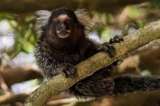 Premio británico a la protección de monos y armadillos en Colombia y Brasil